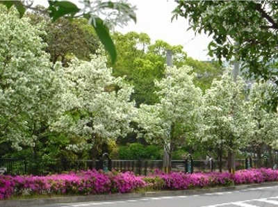 菖蒲やなんじゃもんじゃ、梅など季節の花が美しい夜宮公園2