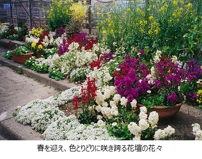 春を迎え、色とりどりに咲き誇る花壇の花々