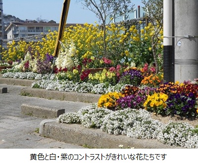 黄色と白・紫のコントラストがきれいな花たちです